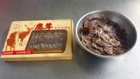 鹿の角片