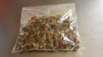 羊肚菌